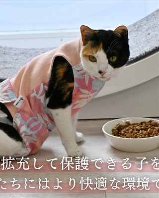 保護猫サロン「CATSWELCARE 」様クラファンについてのお知らせ